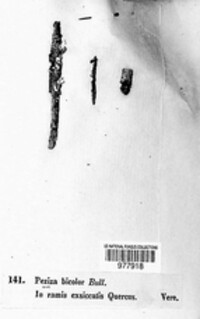 Lachnum bicolor image